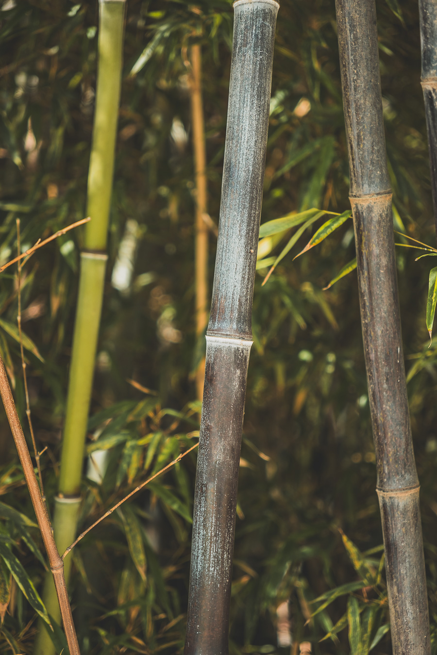 bambou Malaga