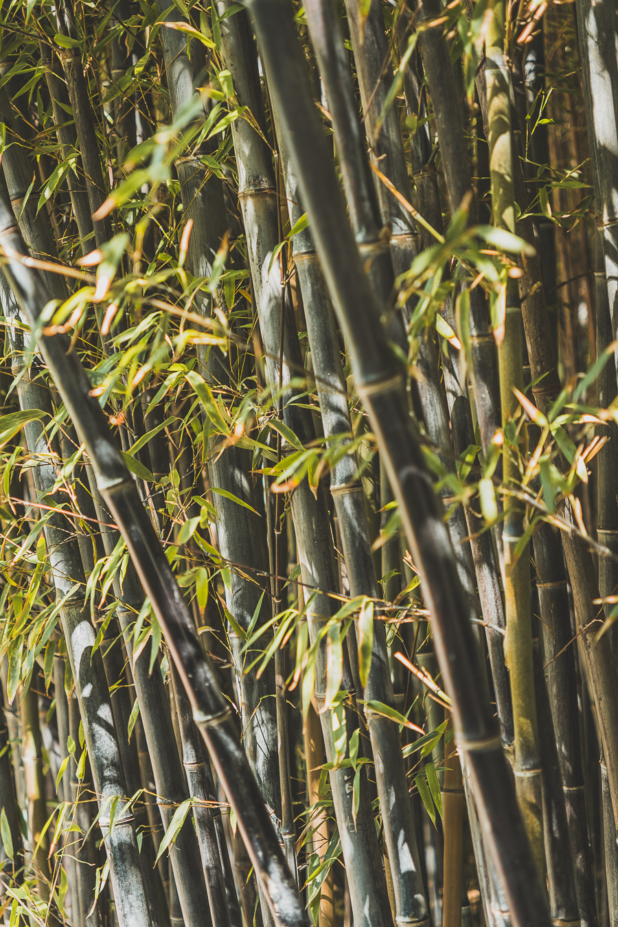 bambous du jardin botanique