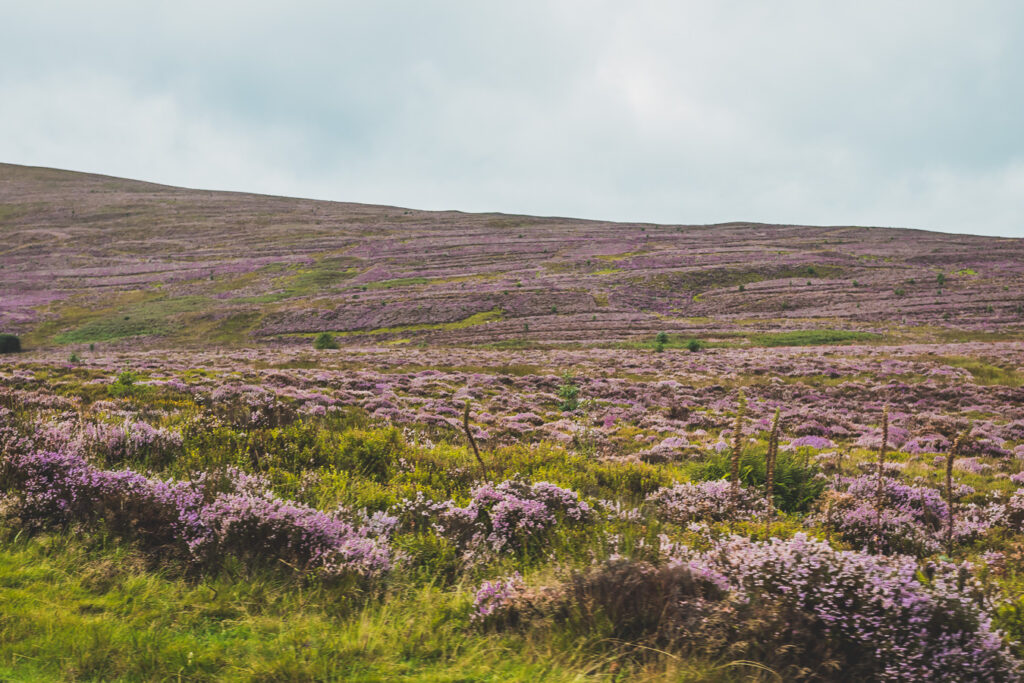 paysage du Pays de Galles