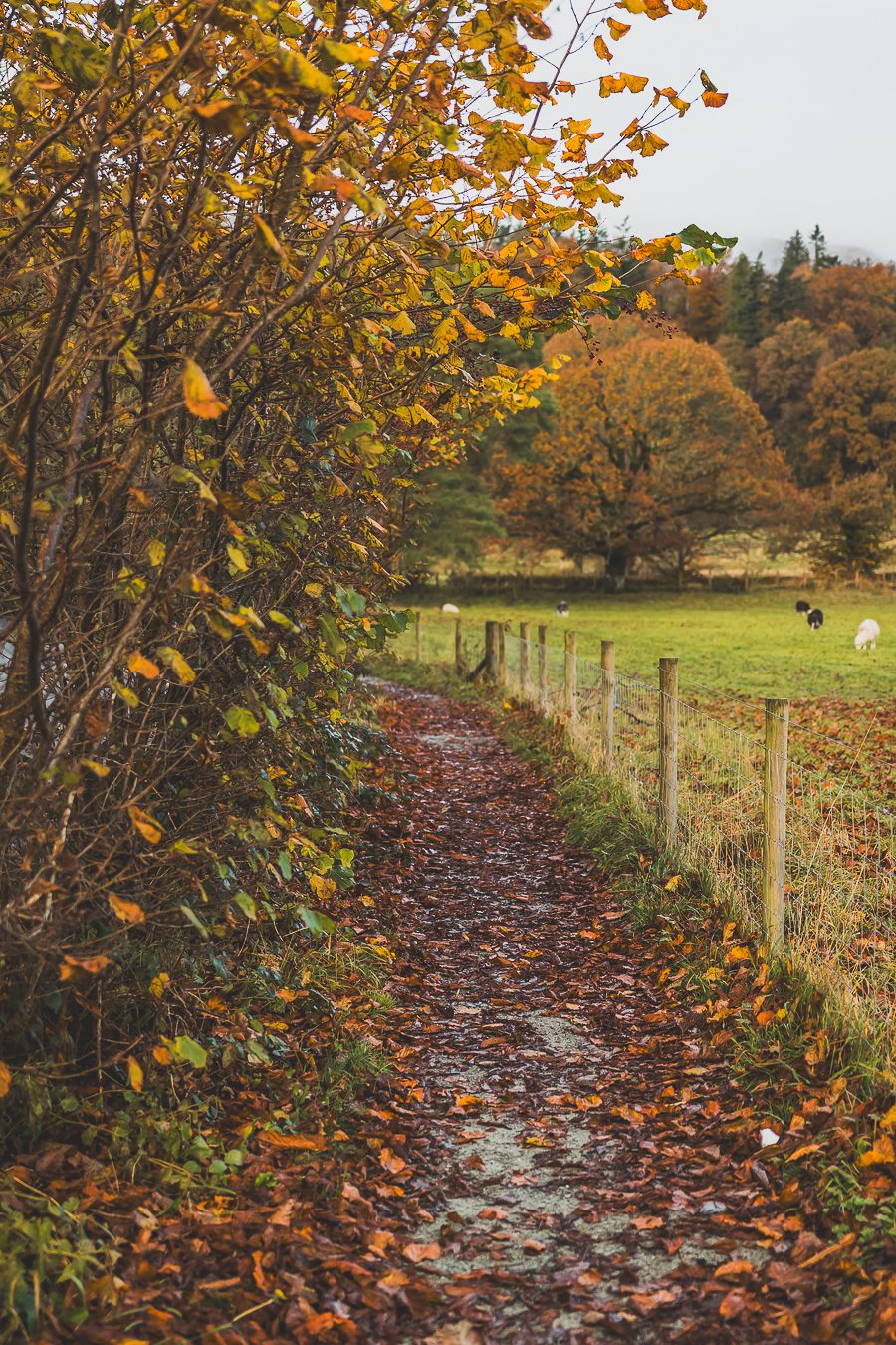 Découvrez les merveilles de l’Angleterre à travers un road trip inoubliable ! Parcourez le Nord de l’Angleterre, explorez le Lake District et le Peak District, et laissez-vous séduire par les paysages époustouflants et monuments emblématiques du Royaume-Uni. Que vous soyez en van, en famille ou entre amis, ce voyage promet des souvenirs uniques. Cliquez pour préparer votre prochaine aventure et vivez la magie d’un road trip en Europe dès maintenant !