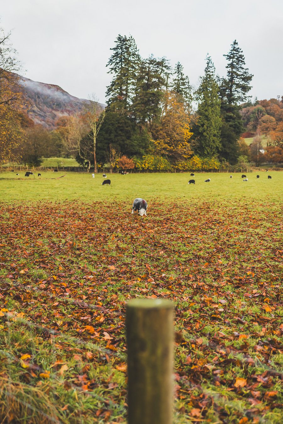 Découvrez les merveilles de l’Angleterre à travers un road trip inoubliable ! Parcourez le Nord de l’Angleterre, explorez le Lake District et le Peak District, et laissez-vous séduire par les paysages époustouflants et monuments emblématiques du Royaume-Uni. Que vous soyez en van, en famille ou entre amis, ce voyage promet des souvenirs uniques. Cliquez pour préparer votre prochaine aventure et vivez la magie d’un road trip en Europe dès maintenant !